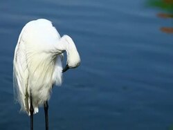 Great Egret close up Stock Footage