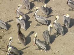 CU AERIAL Flock of Pelicans at bald head island / North Carolina, United States Stock Footage