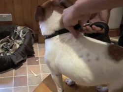 Charlie The Rat Catching Dog Stock Footage