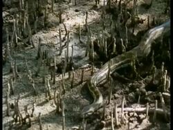 MS female python moves amongst spiky mangrove tree roots on ground, Kenya, Edited sequence; SEQUENCE OF CLIPS, SPECIAL TERMS APPLY Stock Footage