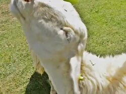 Feeding Sheeps Stock Footage