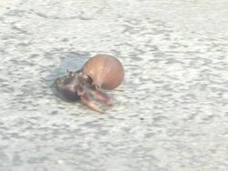 Hermit crab 4 Stock Footage