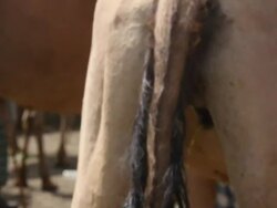 Camel urinating at camel fair Stock Footage