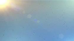 Birds flying in the sky Stock Footage