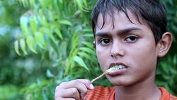 Dental Health using Ayurveda Stock Footage