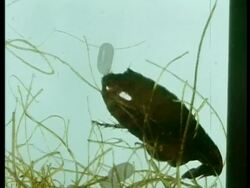 Female flea laying eggs in carpet pile, archive, CU Stock Footage