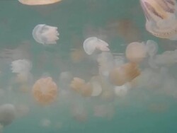 Millions of jellyfish Stock Footage