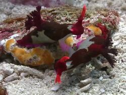 Chamberlain's Nudibranch (Nembrotha chamberlaini) and mating, Southern Visayas, Philippines Stock Footage