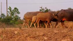 Buffalo Family Walk Stock Footage