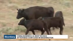 China's Beef With U.S. Cows May Be on Trump-Xi Agenda News Clip