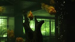 Red parrot fish tank mates 2 Stock Footage