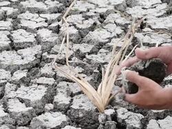 Dry Soil in dead crops Stock Footage