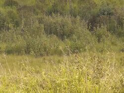 suspicious deer Stock Footage