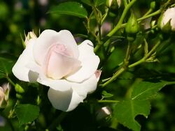 Garden roses close up Stock Footage
