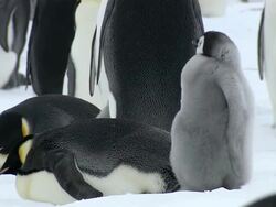   MS View of penguin chick AUDIO / EkstrÃƒÂ¶m Ice Shelf,Atka Iceport Emperor Penguin Colony, Queen Maud land, Antarctica  Stock Footage