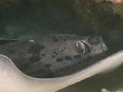 Marbled Stingray (Taeniura meyeni) resting, portrait, CU, Vaavu Atoll, The Maldives Stock Footage