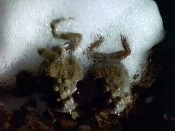 Physollemus Frog, MCU frogs mating, males whip fluid released with eggs, to protect eggs.  Panama. Stock Footage