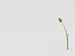 Plant growth HD Stock Footage