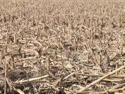 HD: Harvested corn field Stock Footage