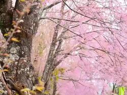 Pink Cherry Blossoms in Spring Season Stock Footage