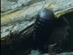 Woodlouse crawling under log in Indian rainforest Stock Footage