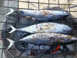 grilling fishes Stock Footage
