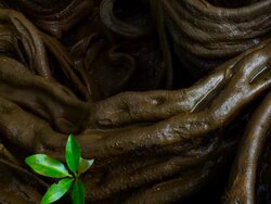 Roots in the river Stock Footage