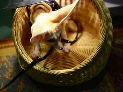 Puppy dog Stock Footage