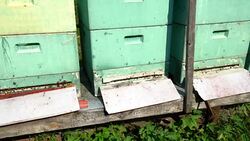 Bees with beehive, Panning Stock Footage