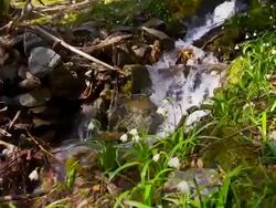 Snowdrops by the creek Stock Footage
