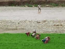 Group of women weeding crops and man crossing river Stock Footage