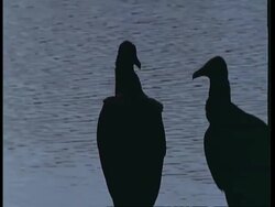MS 2 Turkey Vultures silhouetted against river, South America Stock Footage