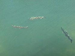 Fish in pond Stock Footage