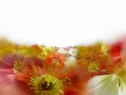 BLOOMING GERANIACEAE FIELD  - geraniaceae/white (seamless loopable) Stock Footage