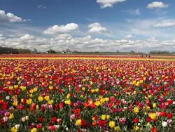 field of tulips Stock Footage