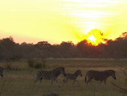 MS Shot of zebra herd walking at sunrise / Okavango Delta, North-West District, Botswana Stock Footage