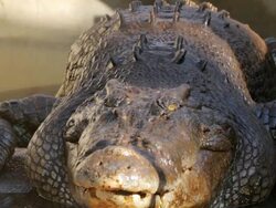 MS View of Static Crocodile / Northern Territory, Australia Stock Footage