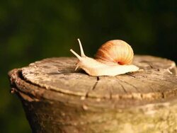 Sanil on the stump - HD Stock Footage