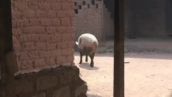 CLEAN : Tensions remain high in Bangui between Mus News Clip