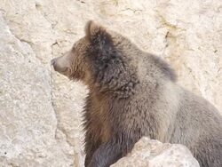 Wildlife - brown bear Stock Footage