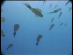 WA large group of Bigfin Reef Squid swimming in shallows, pan right, Mabul, Borneo, Malaysia Stock Footage