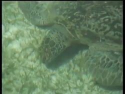 MCU High angle from above water, Female Green turtle grazing on sea grass, Indonesia Stock Footage