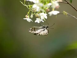 Butterfly perching on a leaf Stock Footage