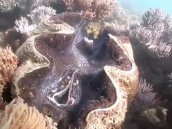 MS View of coral in underwater  AUDIO/ Queensland, Australia Stock Footage