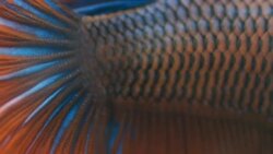 close-up : Siamese fighting fish skins Stock Footage