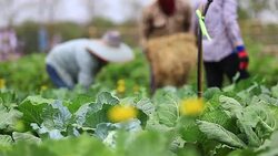 Farmer and beautiful life Stock Footage