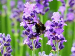 Lavender with bee Stock Footage