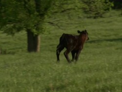 Shot of calf running towards the other cows in the field. Stock Footage