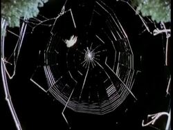 T/L Garden spider (Araneus sp) spins orb web, black background Stock Footage