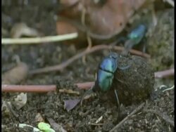MS Dung beetle rolling dung ball, Bandhavgarh National Park, India Stock Footage